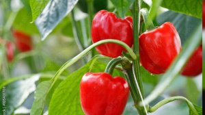 Наконец то я пересадила перец.