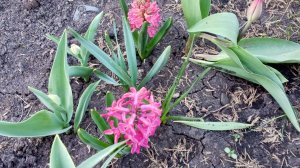 Обожаю эти носики-курносики! Показываю как чувствуют себя огурцы после первой ночи?