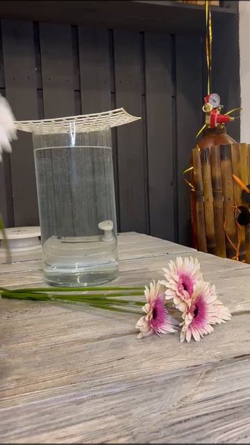 Отпаивание Герберы