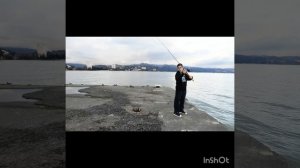 Как ставридку на креветки ловить!