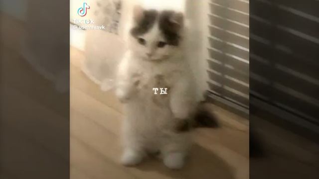 4dd664bf4b2d504b0b71d5cddfd0799b.mp4