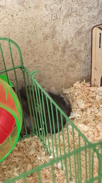 смотрите какая лапка есть