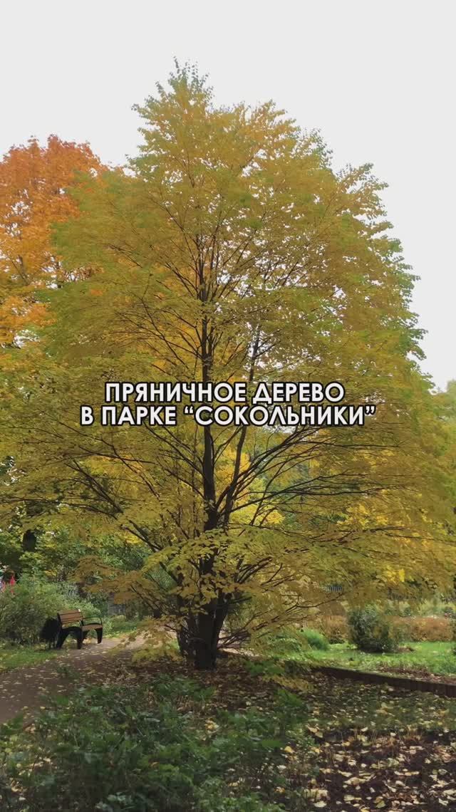 Необычное пряничное дерево в парке “Сокольники”