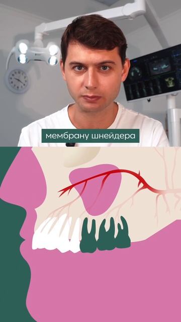 Верхняя альвеолярная артерия