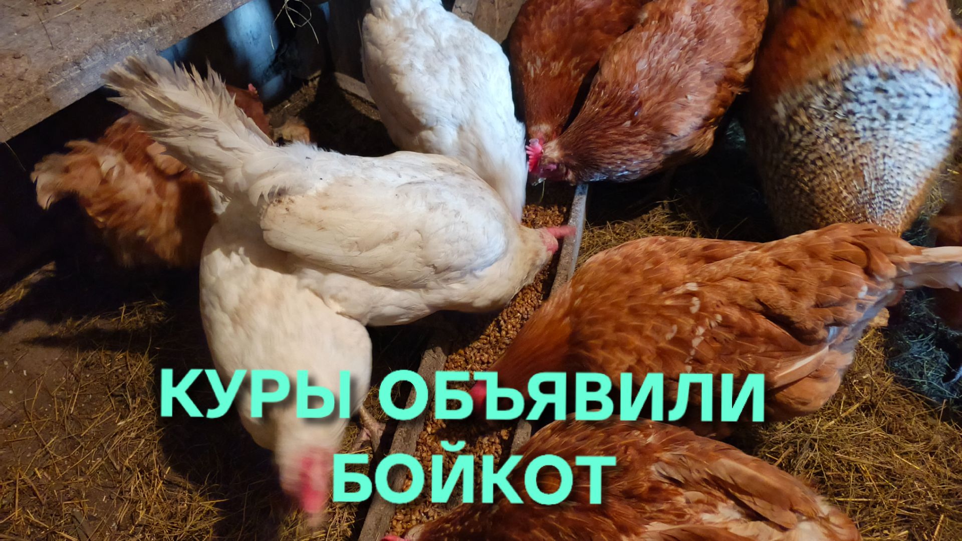 Куры меня обманули и оставили без яичницы