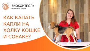 Как правильно капать капли на холку кошке и собаке? Как капать капли на холку. Биоконтроль. 18+