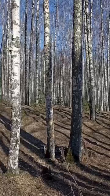 В весеннем лесу.