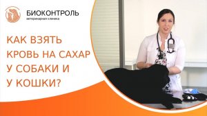 Как правильно взять кровь на сахар у собаки и кота? Как взять кровь на сахар у собаки и кошки. 18+