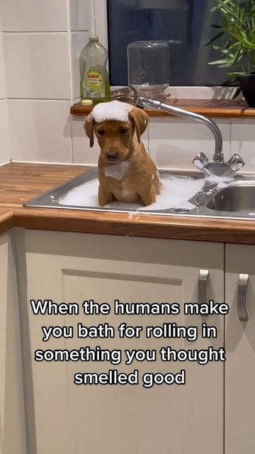 СМЕШНЫЕ КОТЫ 😺 2026 ЛУЧШИЕ ПРИКОЛЫ С КОТАМИ ,КОШКАМИ ,ЖИВОТНЫЕ,СМЕШНЫЕ ВИДЕО