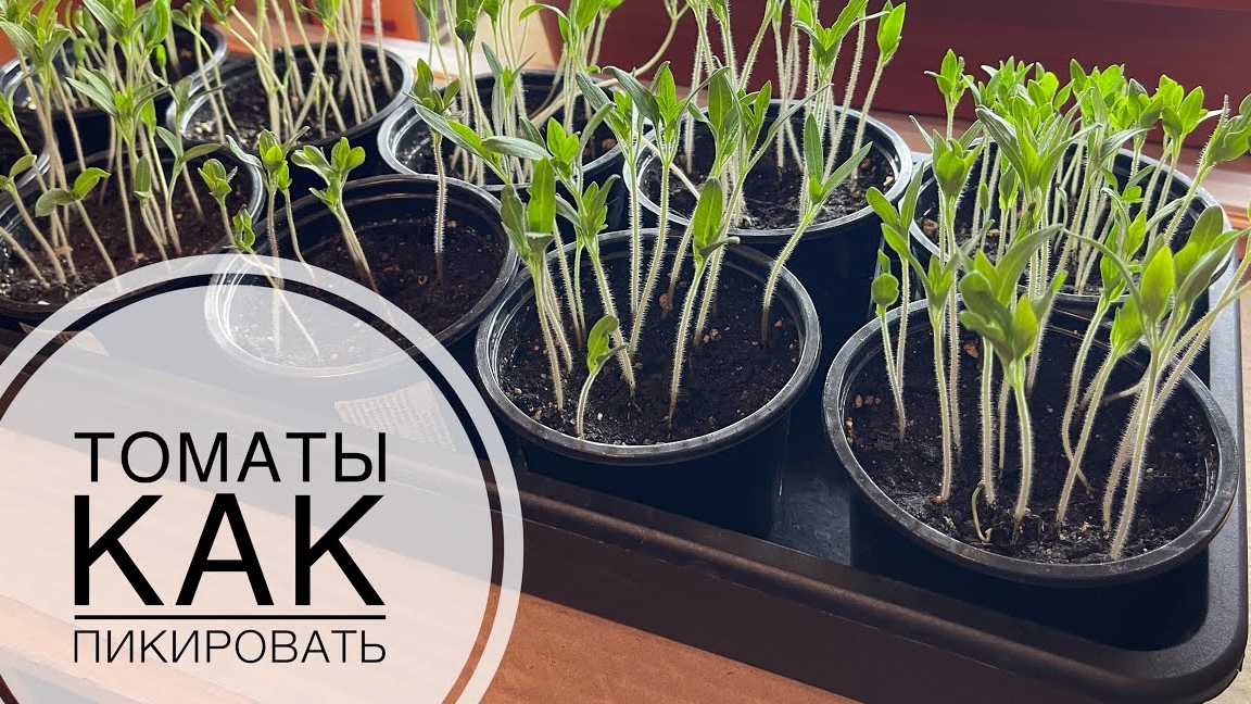 Пикировка томатов💥Когда и как пикировать рассаду помидор
