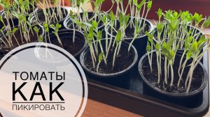 Пикировка томатов💥Когда и как пикировать рассаду помидор