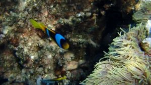 Гнездо Клоуна в анемоне.Стенка от Щамс Алам до Горгонии.12.04.26