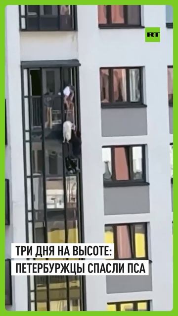 Рискнули ради собаки: петербуржцы спасли пса с балкона седьмого этажа