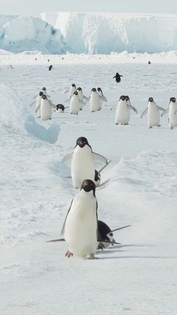 Видео от МЯУтаверс – как метавселенная, но с котами