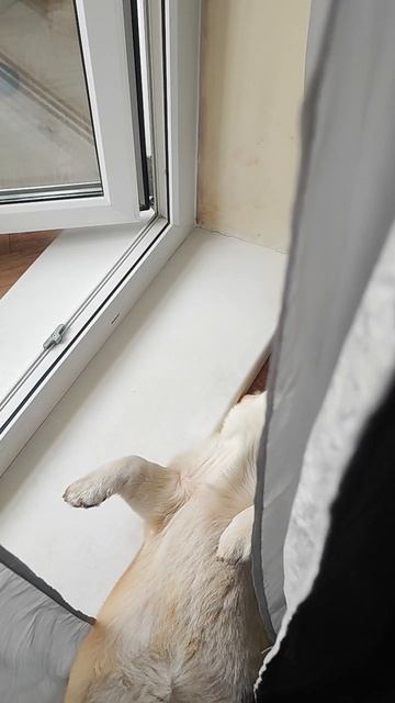 Корги спит как суслик