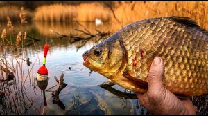 Крутейшая Весенняя Рыбалка на Карася 2026. Лучшая русская Рыбалка 2026 Онлайн на RUTUBE