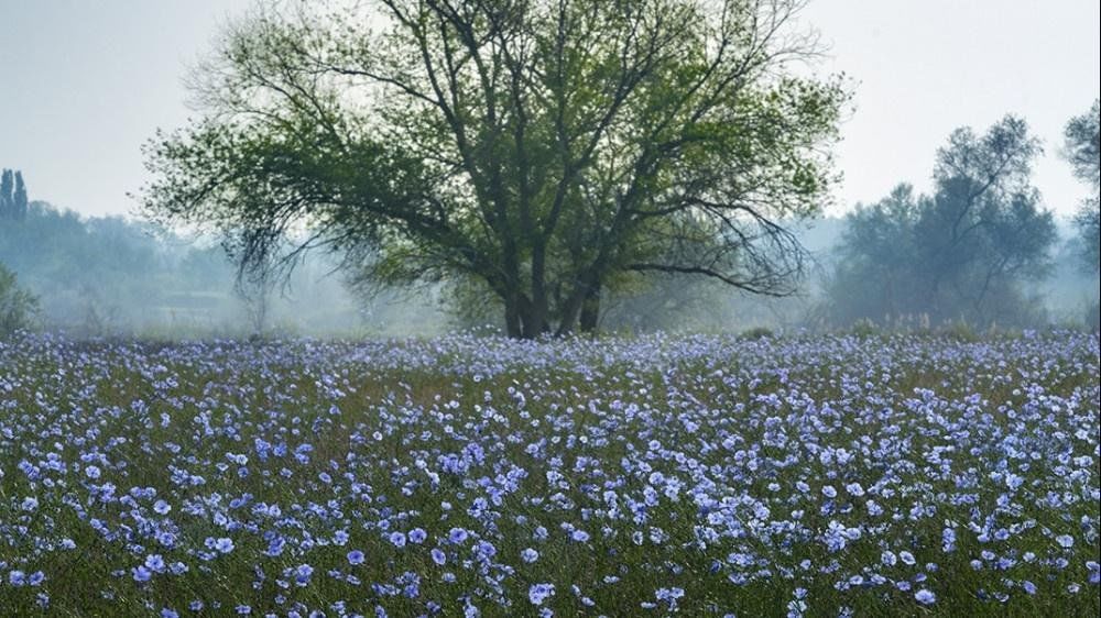 Сибирский ленок.  Поёт Валентина Дробышева