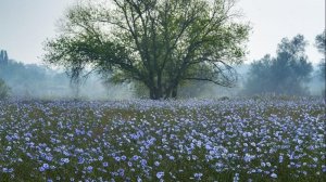 Сибирский ленок.  Поёт Валентина Дробышева