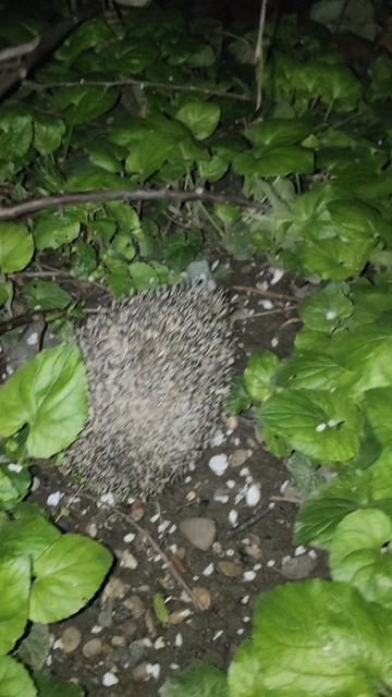 Шурик очень общительный.