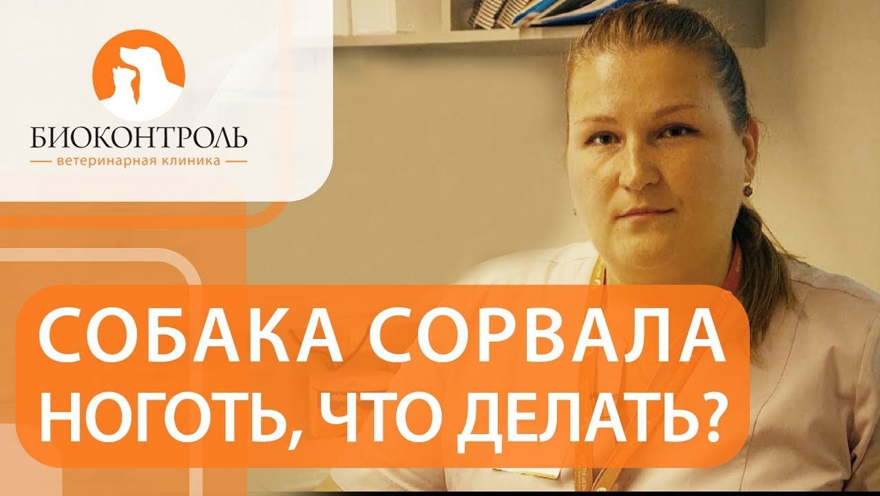 Как обработать рану, если собака сорвала ноготь. Как обработать рану собаке. 12+