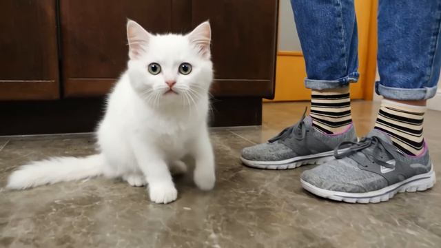 Яйцо взорвалось в микроволновке? Утренний беспорядок с котёнком Кефиром!