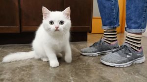 Яйцо взорвалось в микроволновке? Утренний беспорядок с котёнком Кефиром!