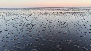 Прогулка по дну Охотского моря возле п. Эвенск Магаданской области.