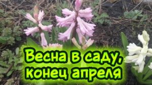 Весна в саду, конец апреля