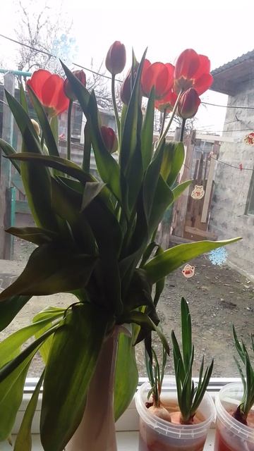 Красные/Жёлтые :)