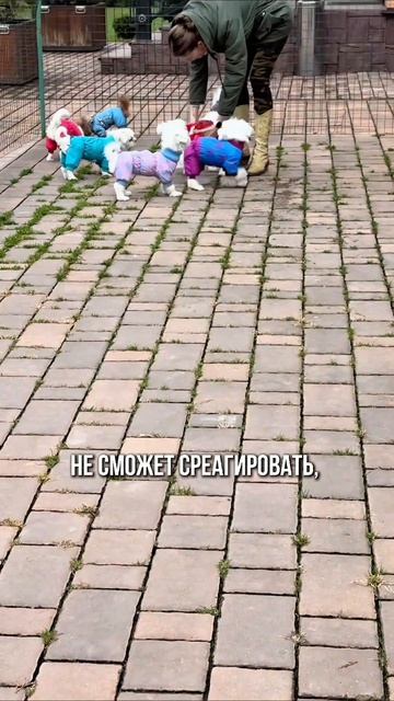 Маленький размер щенков, юниоров, а иногда и взрослых собак делает их легкодоступной добычей для пер