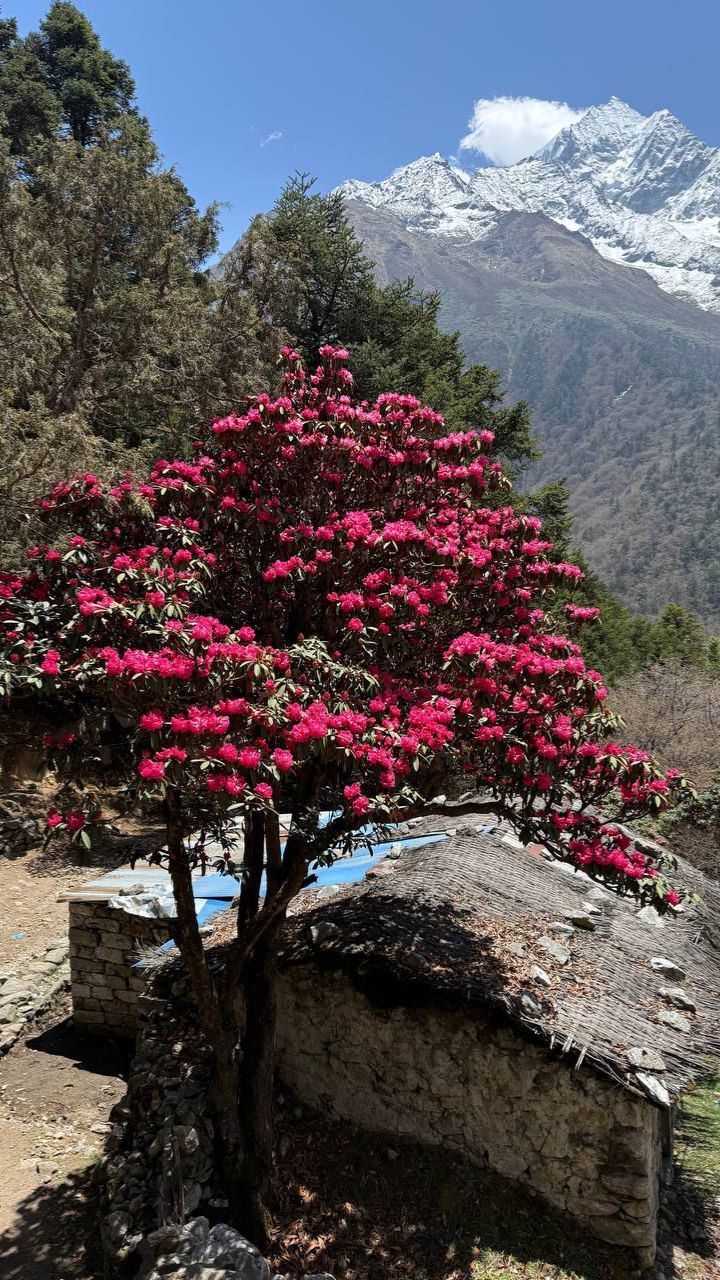 Эверест. Проект 7 Вершин. Сегодня наша группа «Эверест 26» из Намче-Базара отправилась в Тенгбоче