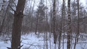 ОХОТА С ГОНЧИМИ НА ЗАЙЦА