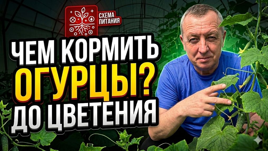 Огурцы — не томаты! Пошаговая схема питания до плодоношения (без перекорма)