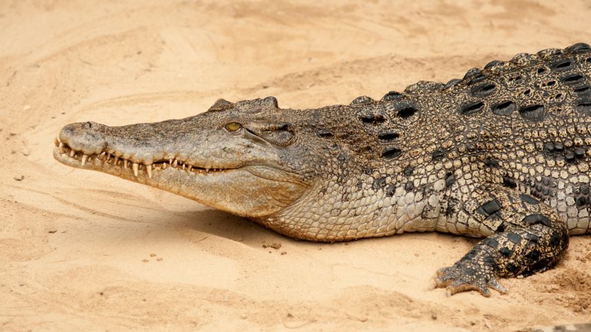 В Зимбабве крокодил пробрался в ресторан отеля и лег отдыхать на диван