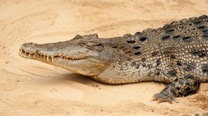 В Зимбабве крокодил пробрался в ресторан отеля и лег отдыхать на диван