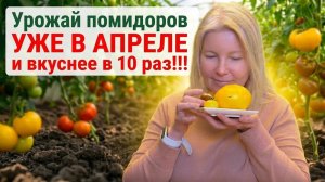 Ура! У нас первый урожай томатов! Смотрите, завидуйте и повторяйте с АС-35