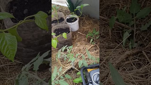 помидор 🍅выращиваю в апреле