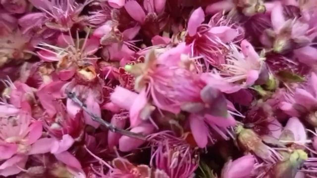 Фильм о подготовке к сушке цветочного чая Апрель 2026 год Крым Феодосия