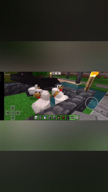 Новая курочка😅😅😅