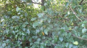 ГРУША И СЛИВА ВСЁ  РАСТЁТ В САДУ