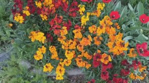 Лакфиоль -красивый, яркий цветок!