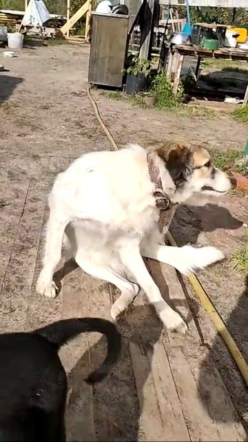 Бэлла ищет дом! Хозяин где ты?...