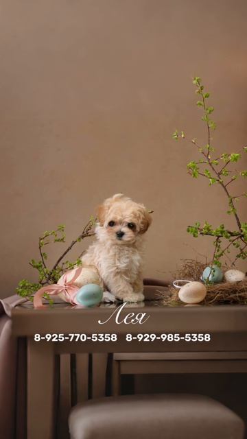 Лея
Светлые локоны, удивительно нежный и добрый нрав этой малышки очаровывают с первой секунды🐾✨ 

М