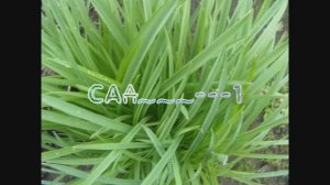 САД---1