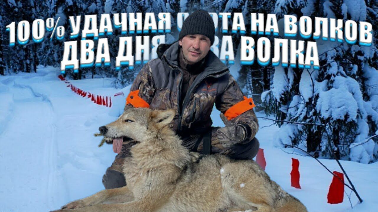 Удачная охота на волка. Два дня, два волка.