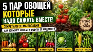 5 Пар овощей которые надо сажать вместе! Секретная схема посадки для большого урожая и защиты