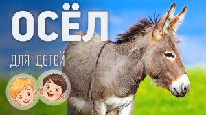 Осел. Видео про животных для детей 3+