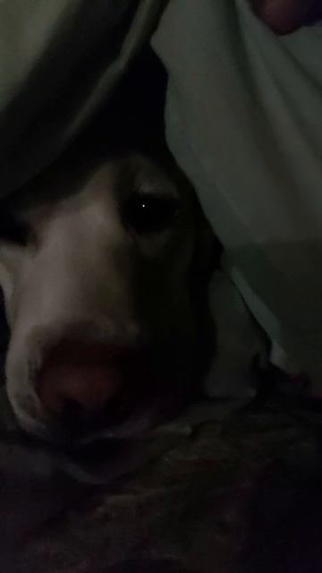 Когда папа - лучший будильник ❤️ #лабрадорсимба