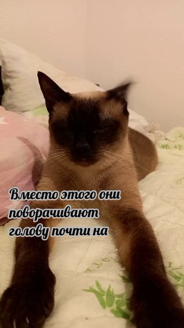 Клеопатра
#факты #история #уход #жизнь # #радость #интересно #рекомендации #популярное #подборка #ко