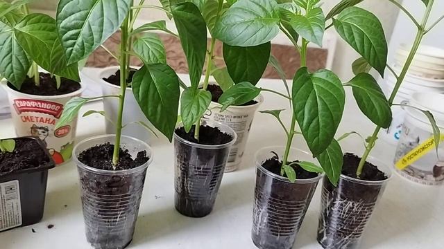 Третья перевалка перца.